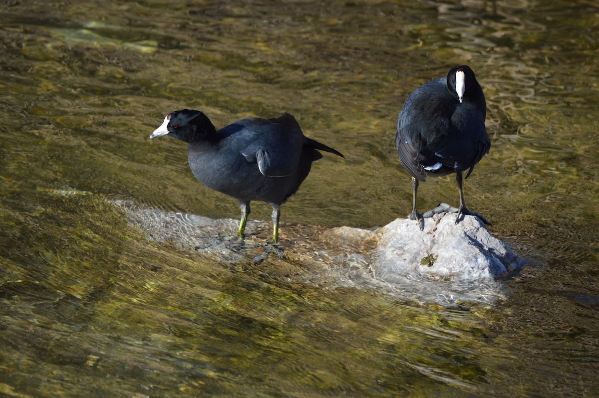 Американская лысуха - ML647339900