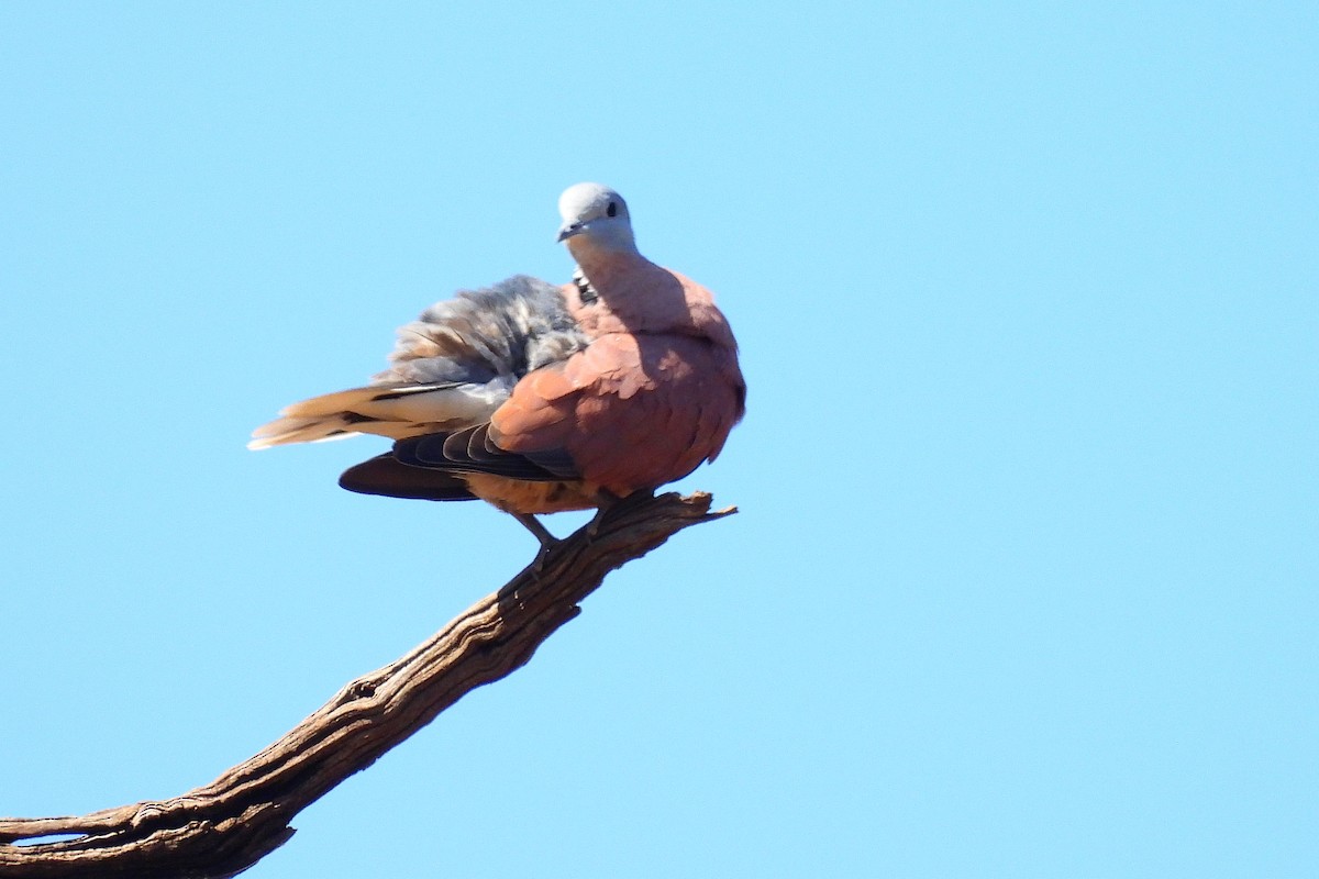 Короткохвостая горлица - ML647339902
