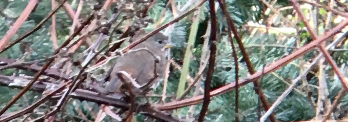 Пестрогрудая овсянка - ML647339908