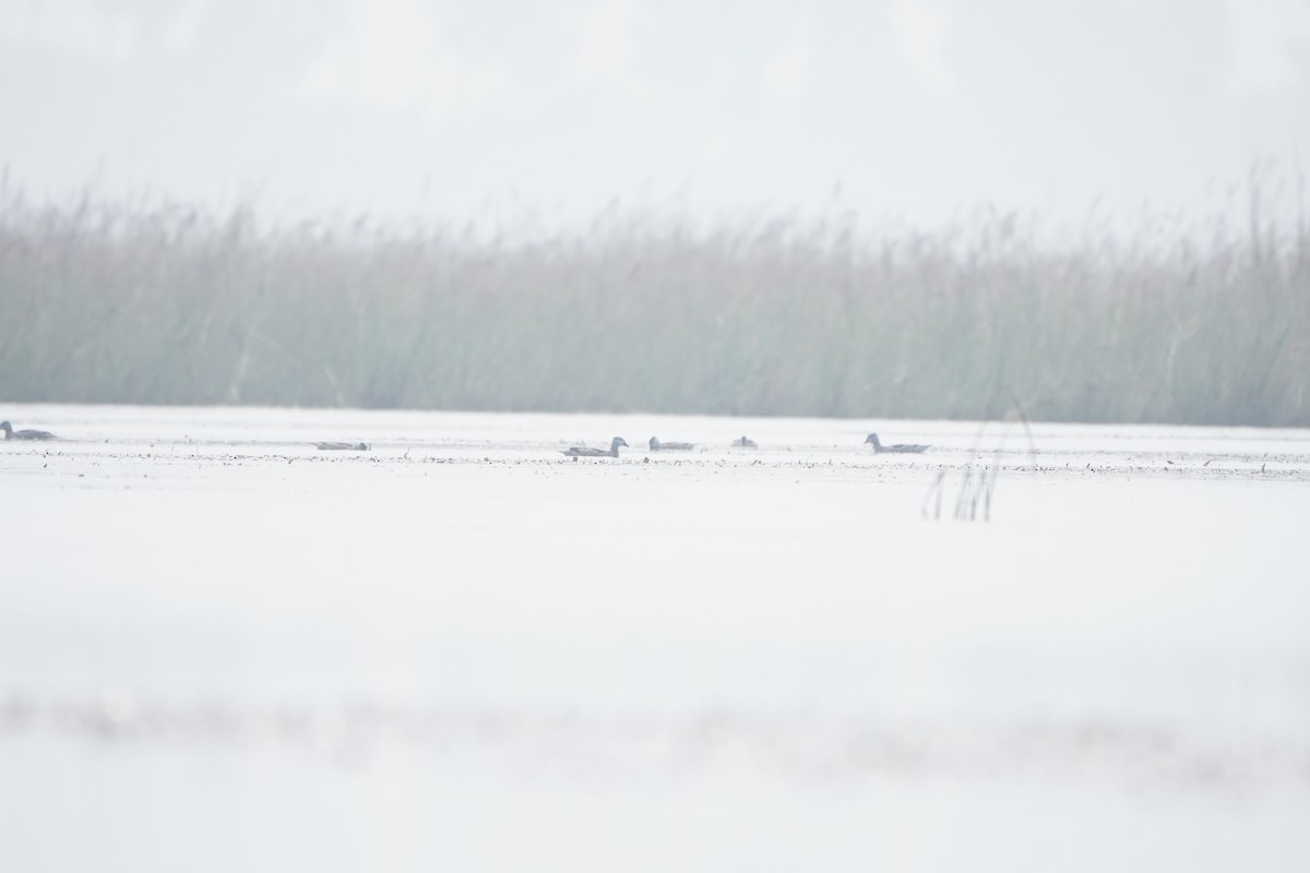 Хлопковый блестящий чирок - ML647339910