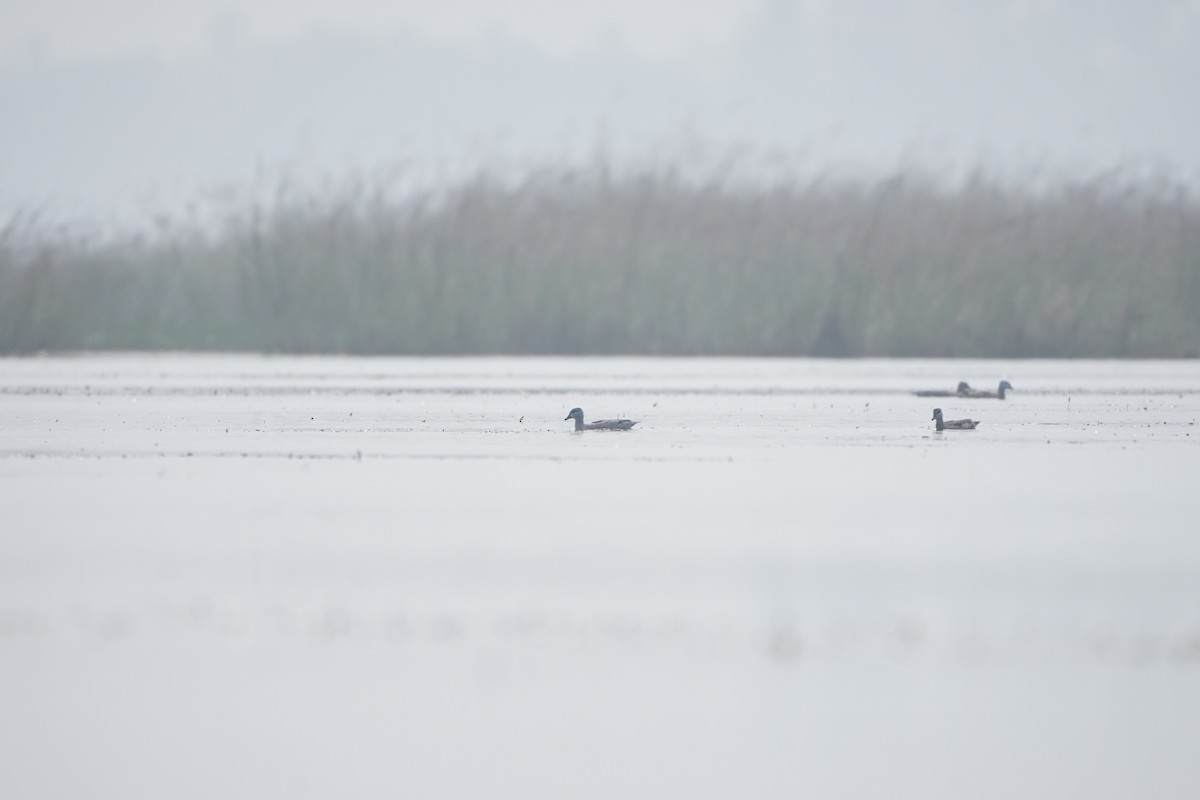 Хлопковый блестящий чирок - ML647339911