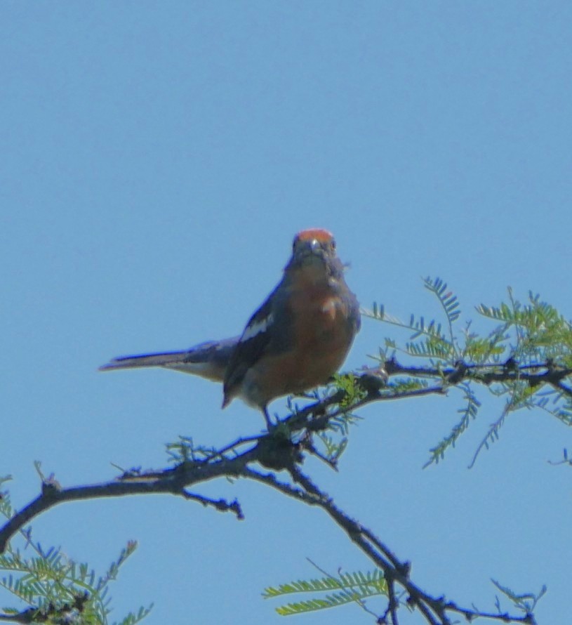 Красногрудый листорез - ML647339913