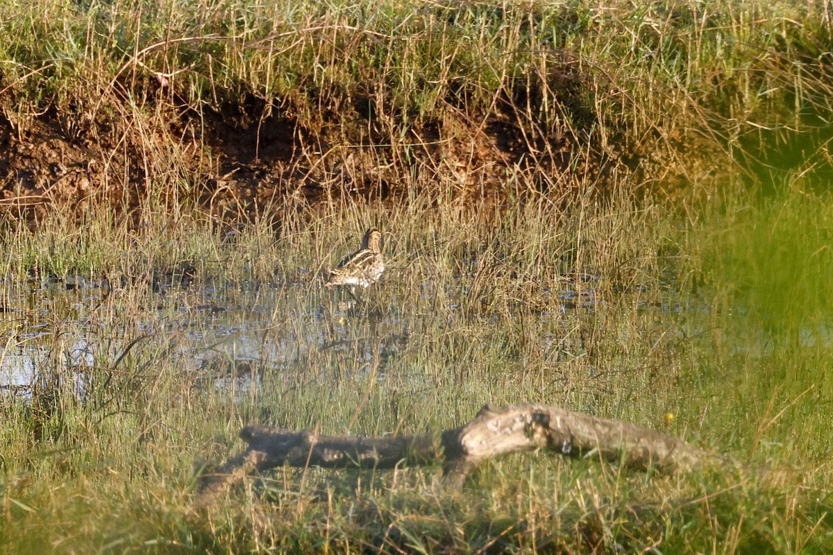 Common Snipe - ML647339914