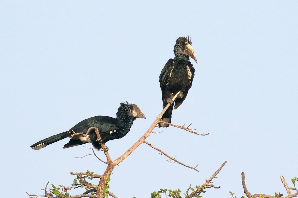 Серебристощёкий шлеморог - ML647339915