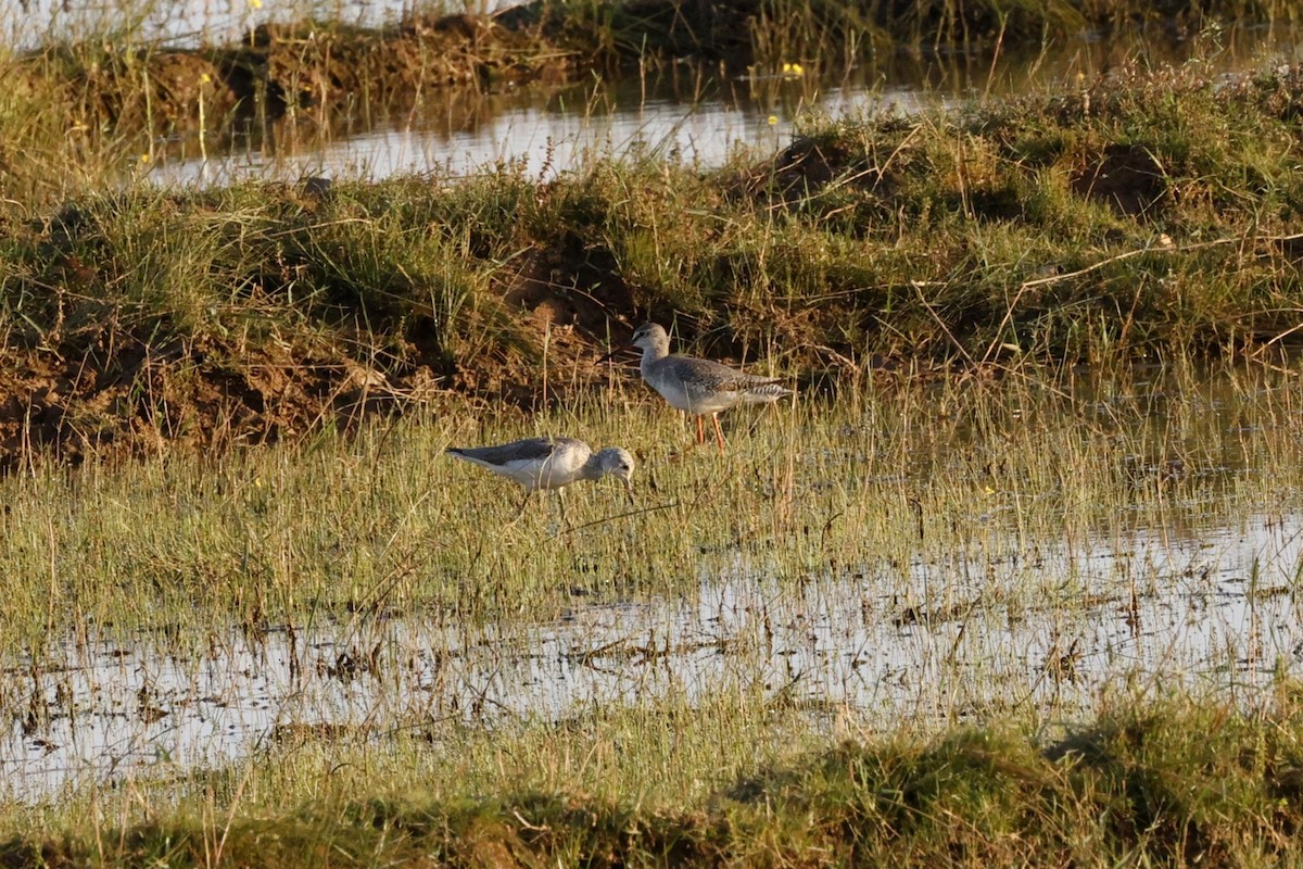 Spotted Redshank - ML647339916