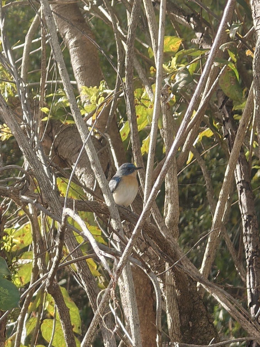 Индийская нильтава - ML647339917