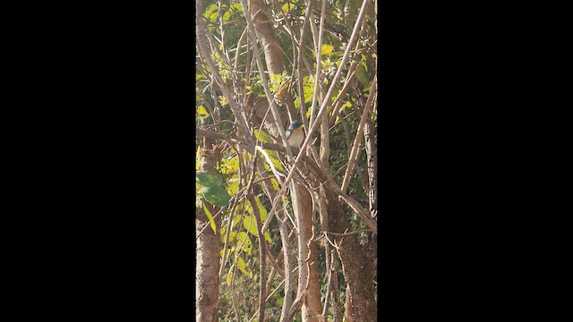 Tickell's Blue Flycatcher - ML647339919