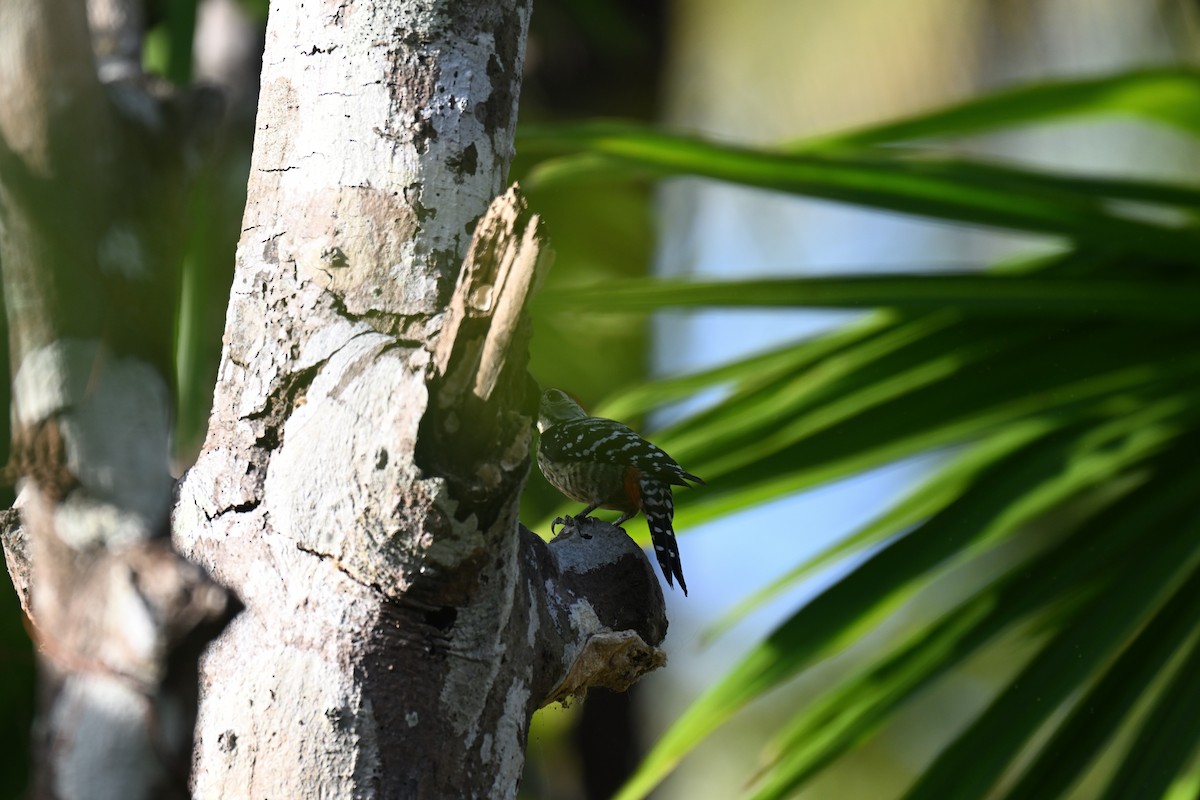 Крапчатогрудый дятел - ML647339920