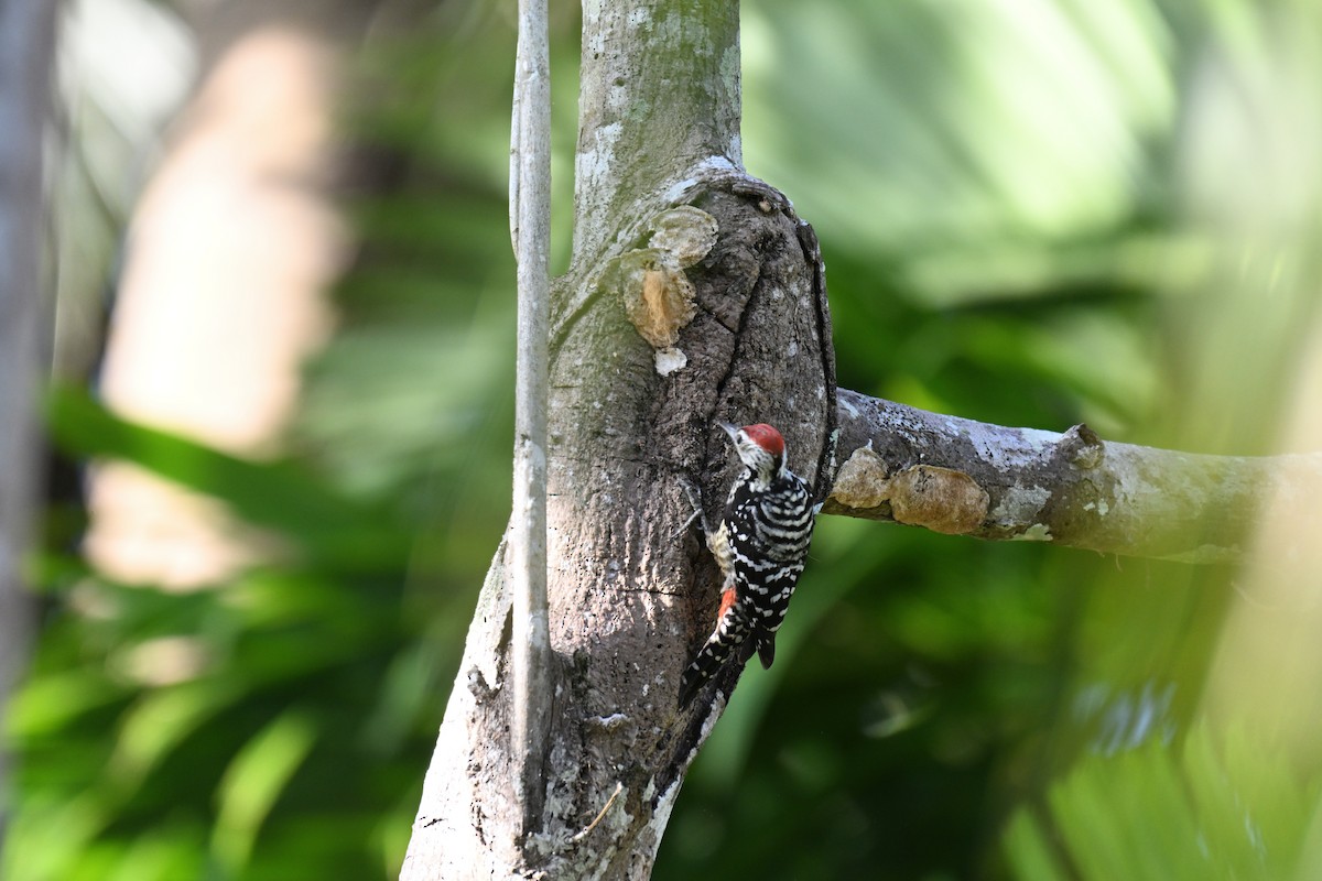 Крапчатогрудый дятел - ML647339921