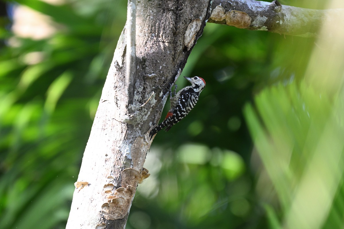 Freckle-breasted Woodpecker - ML647339922