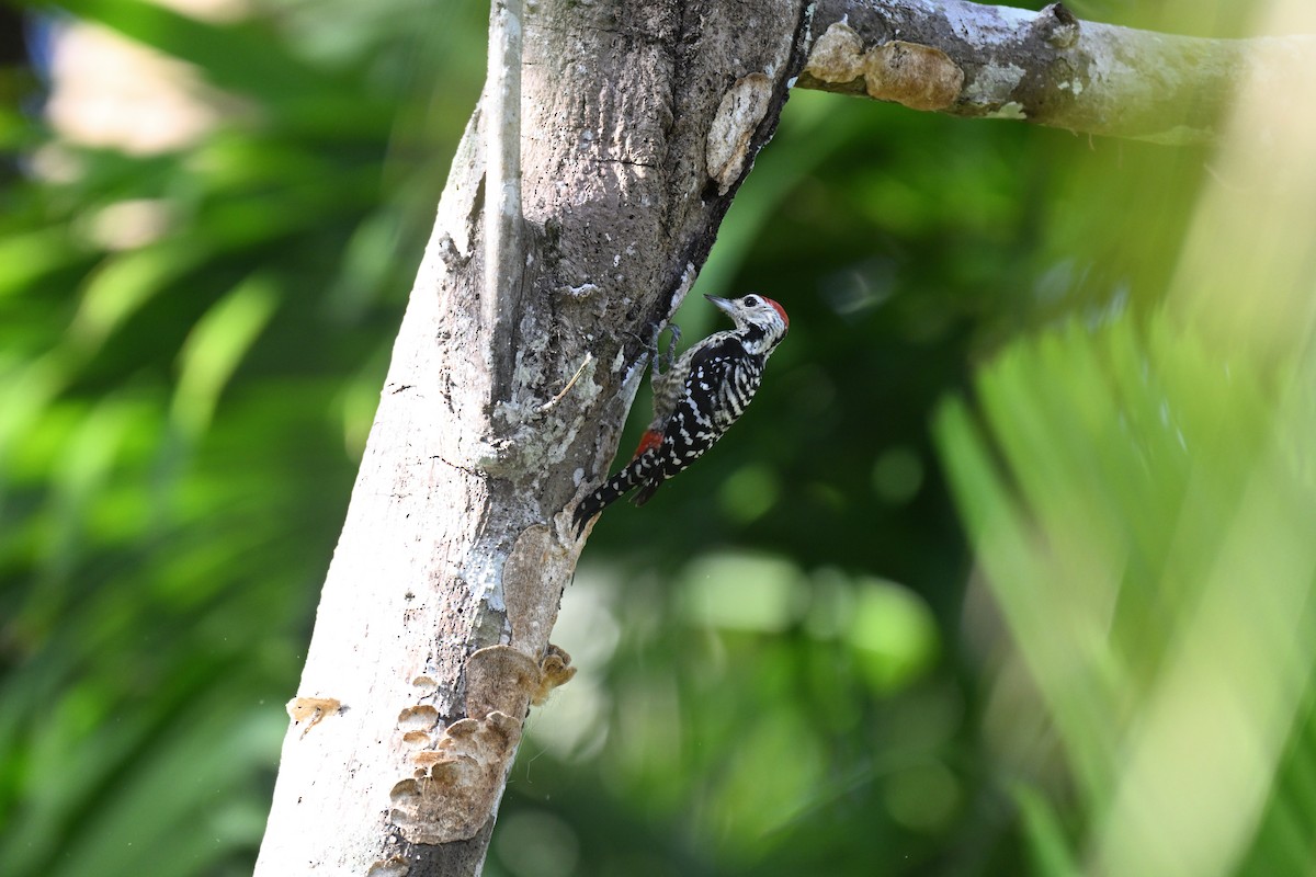 Freckle-breasted Woodpecker - ML647339923