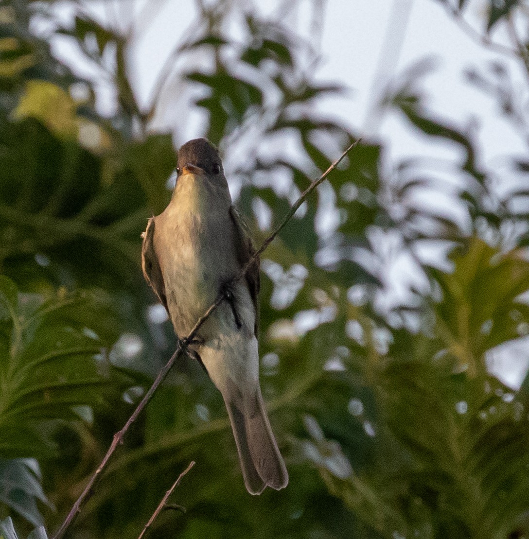 Eastern Wood-Pewee - ML647339929
