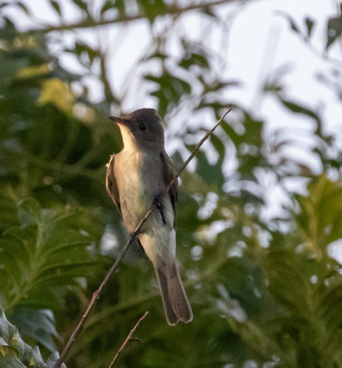 Eastern Wood-Pewee - ML647339930
