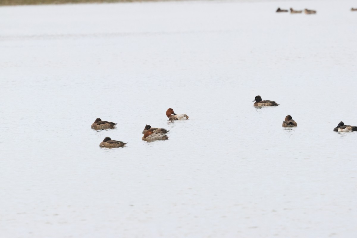 Common Pochard - ML647339931
