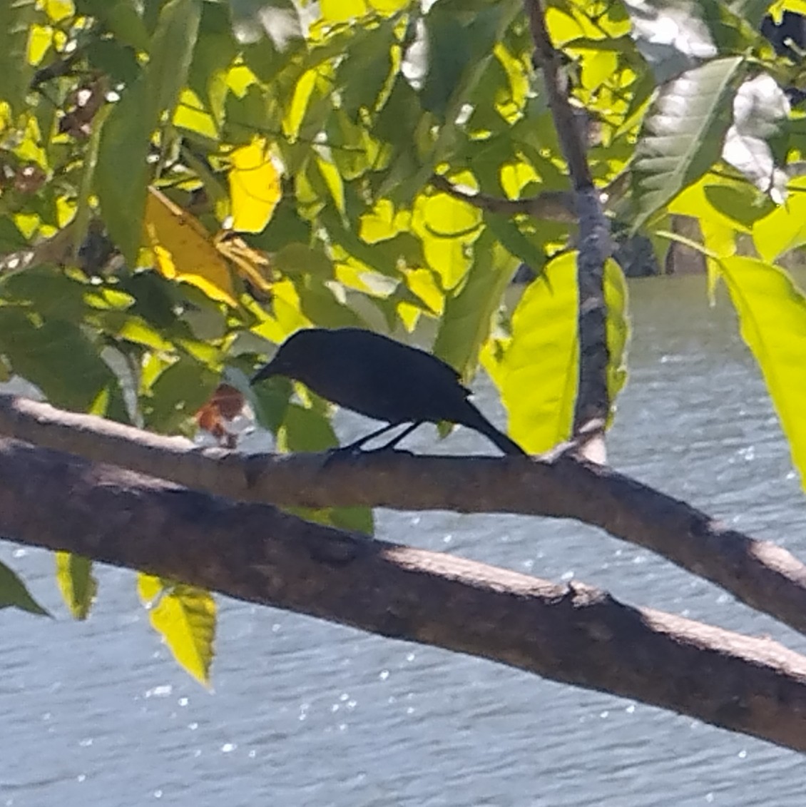 Carib Grackle - ML647339932