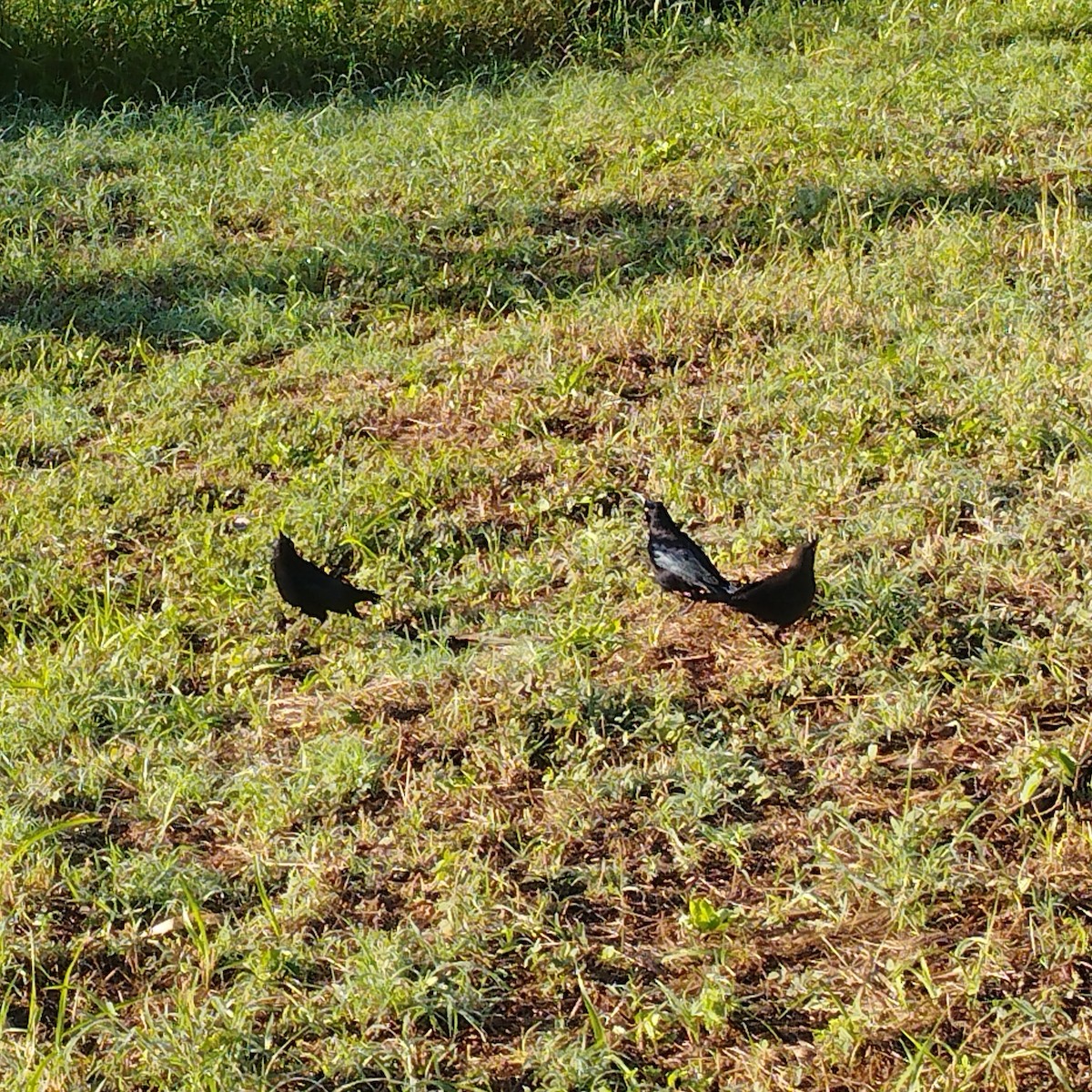 Carib Grackle - ML647339933