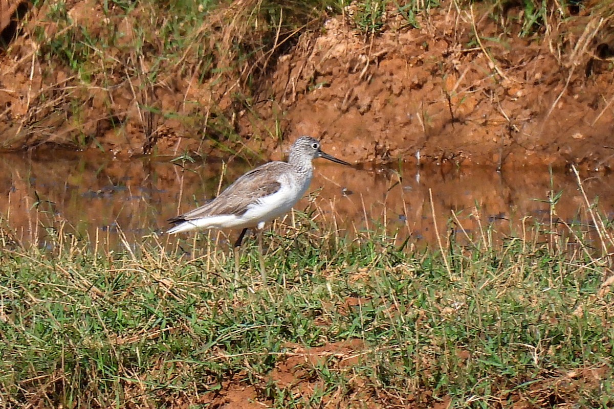 Common Greenshank - ML647339940