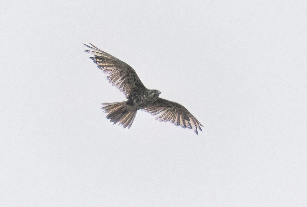 Brown Falcon - ML647339941