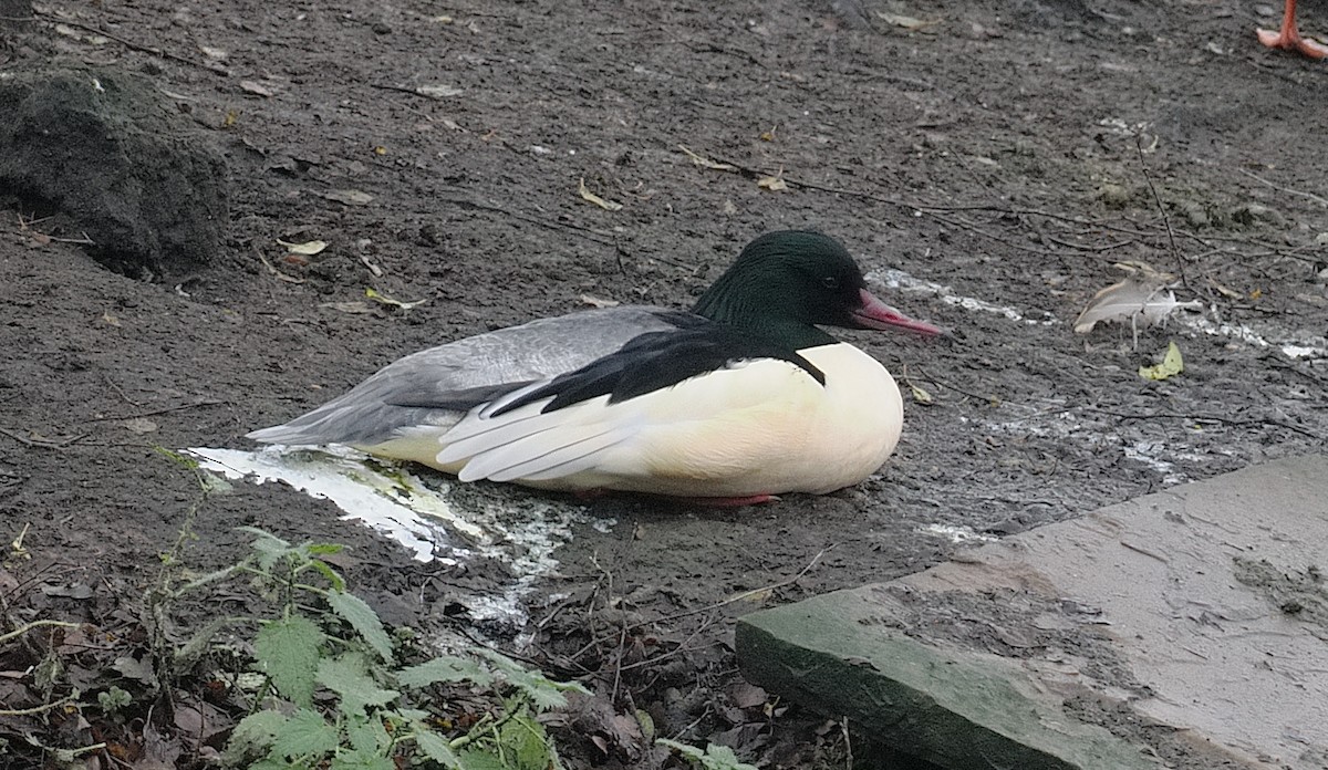 Common Merganser - ML647339942