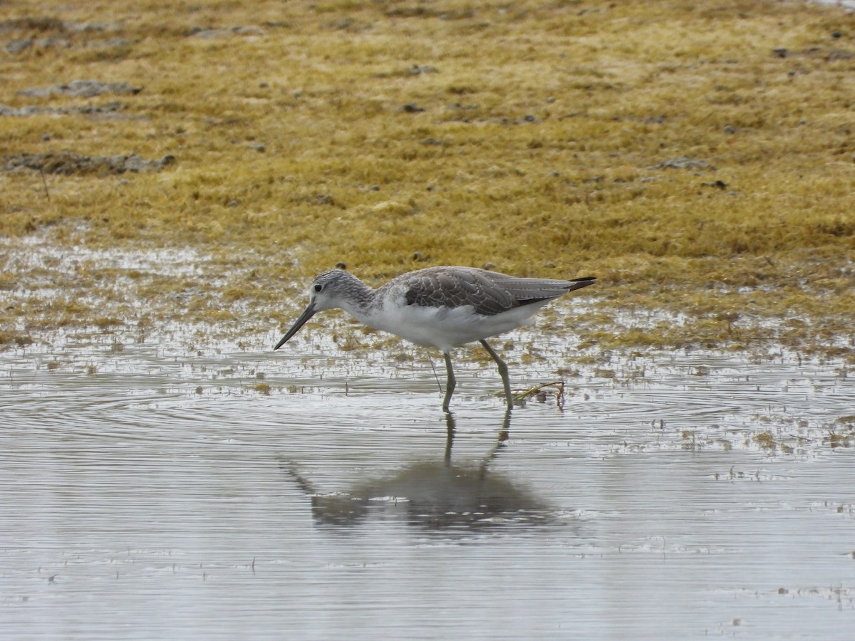 gluttsnipe - ML647339943