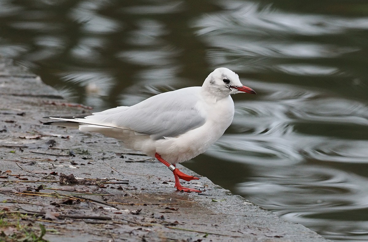 Black-headed Gull - ML647339944
