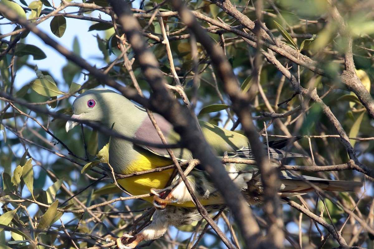 Bruce's Green-Pigeon - ML647339945