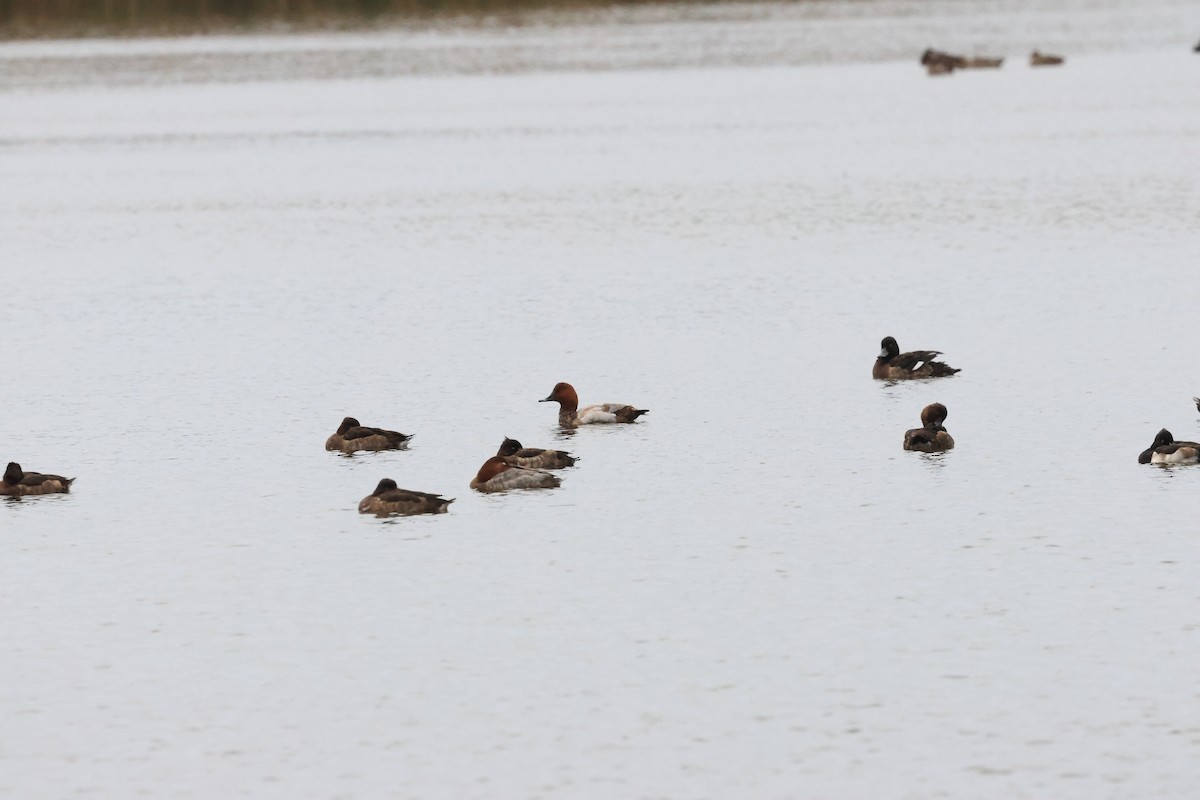 Common Pochard - ML647339946
