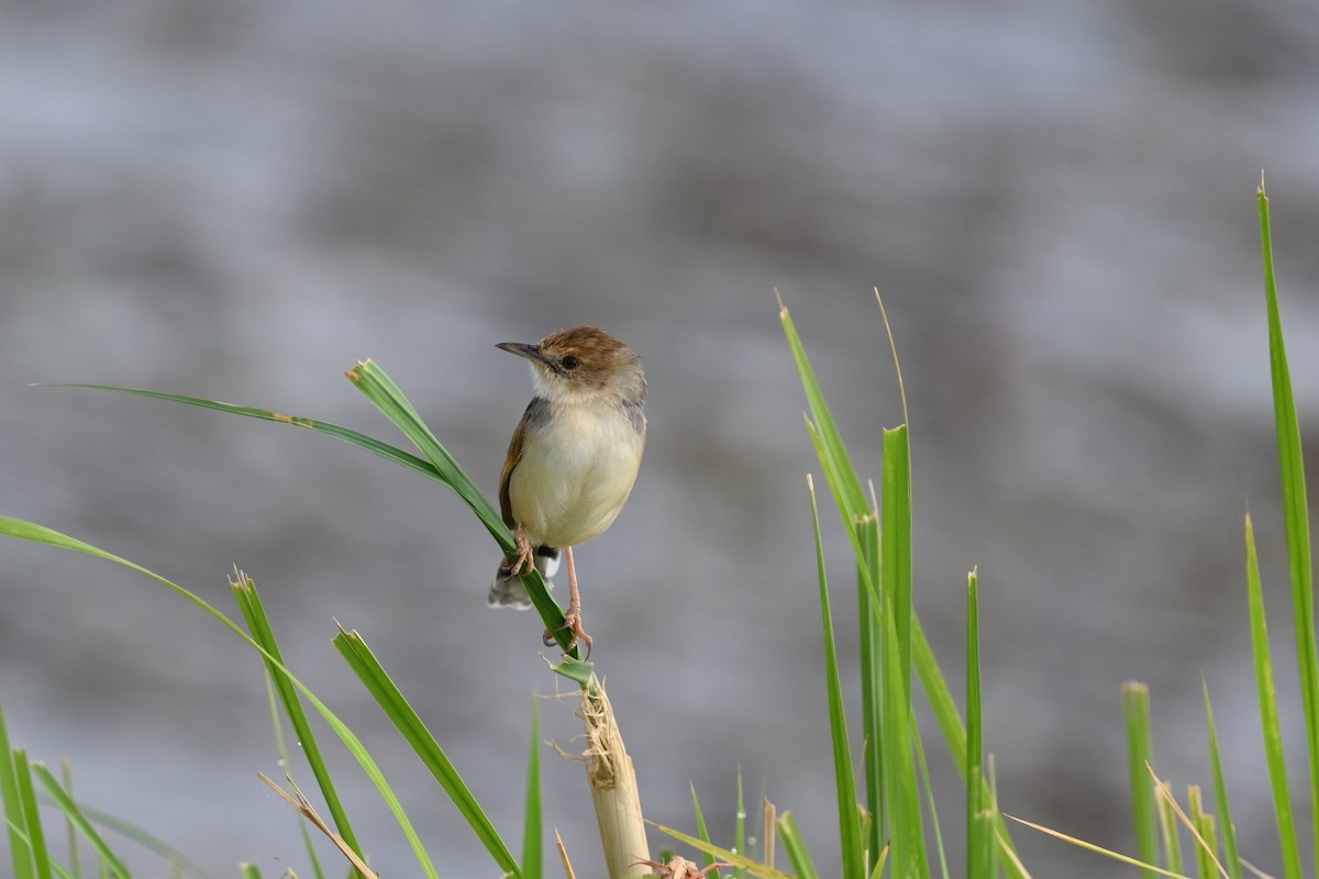 Winding Cisticola - ML647339947