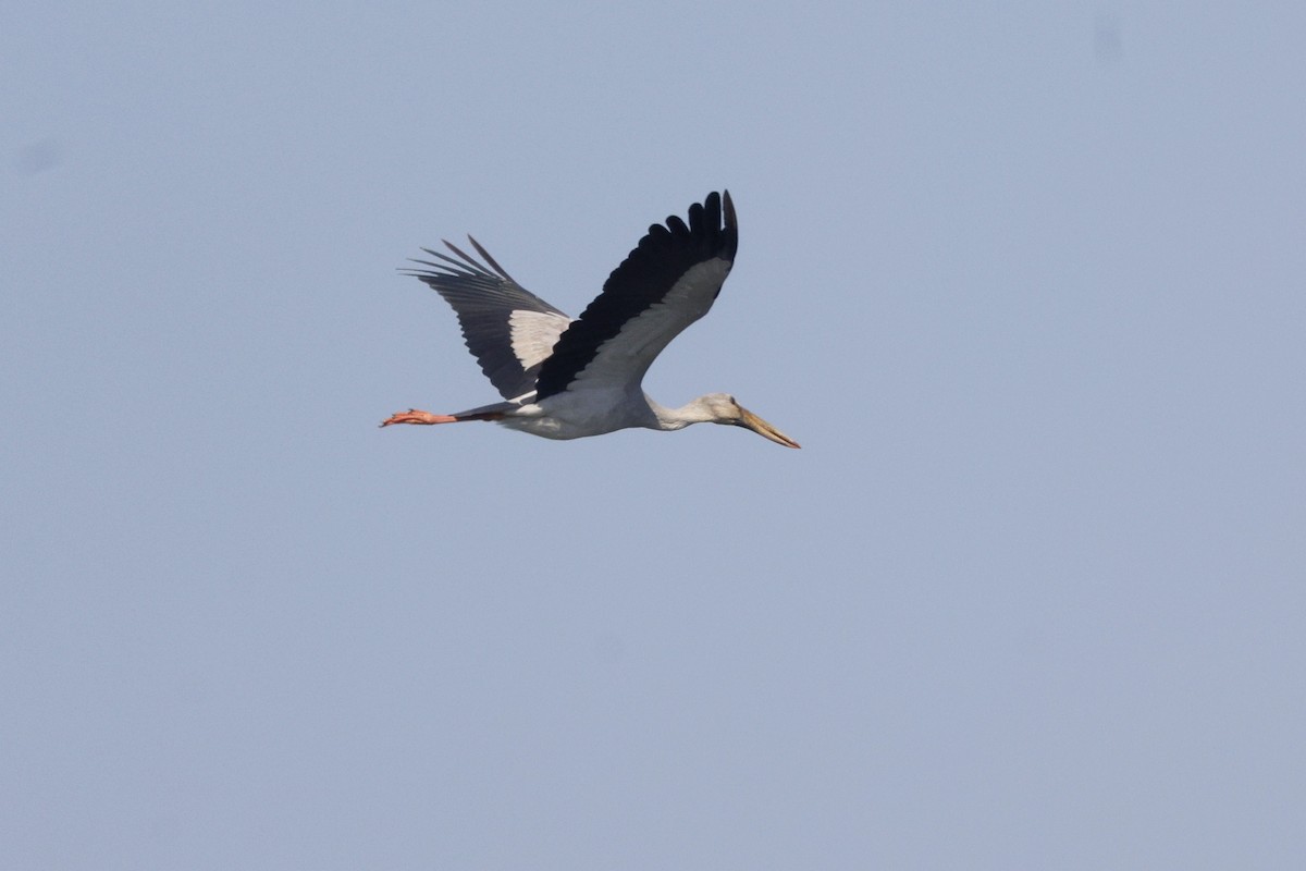 Asian Openbill - ML647339948