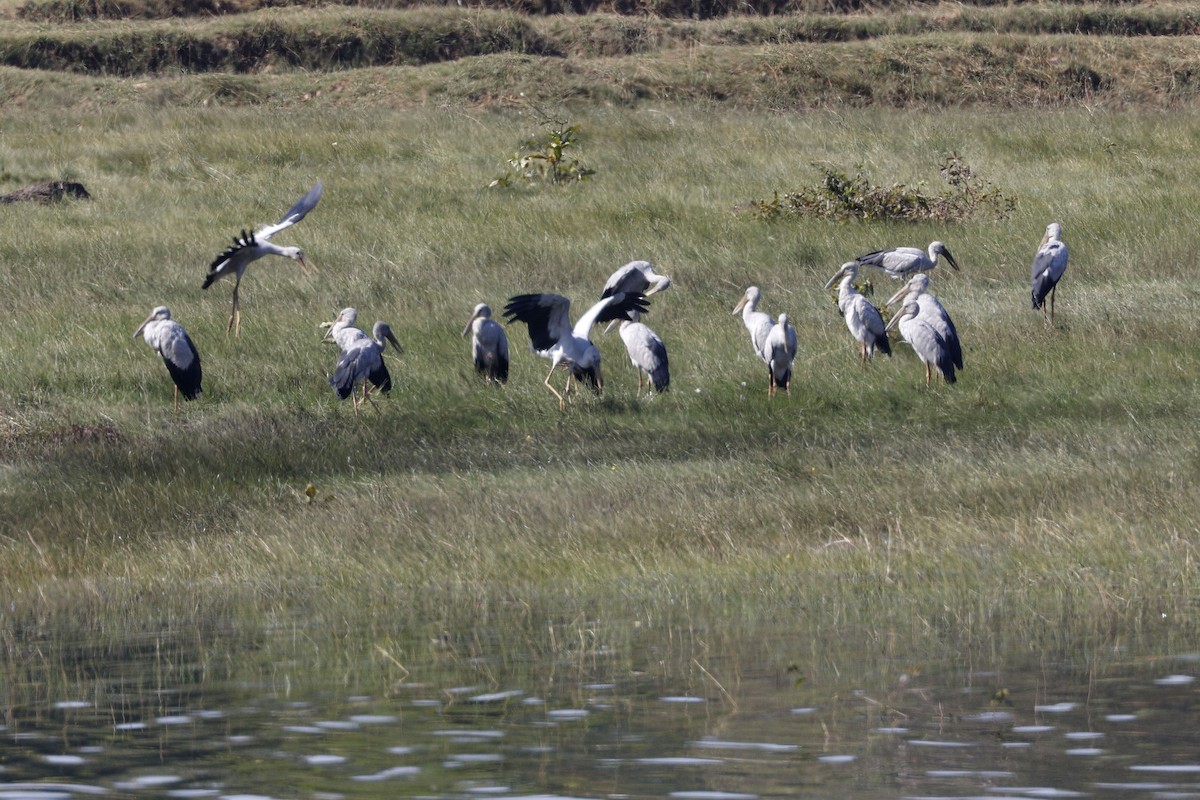 Asian Openbill - ML647339949