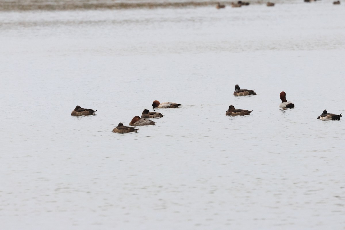 Common Pochard - ML647339950