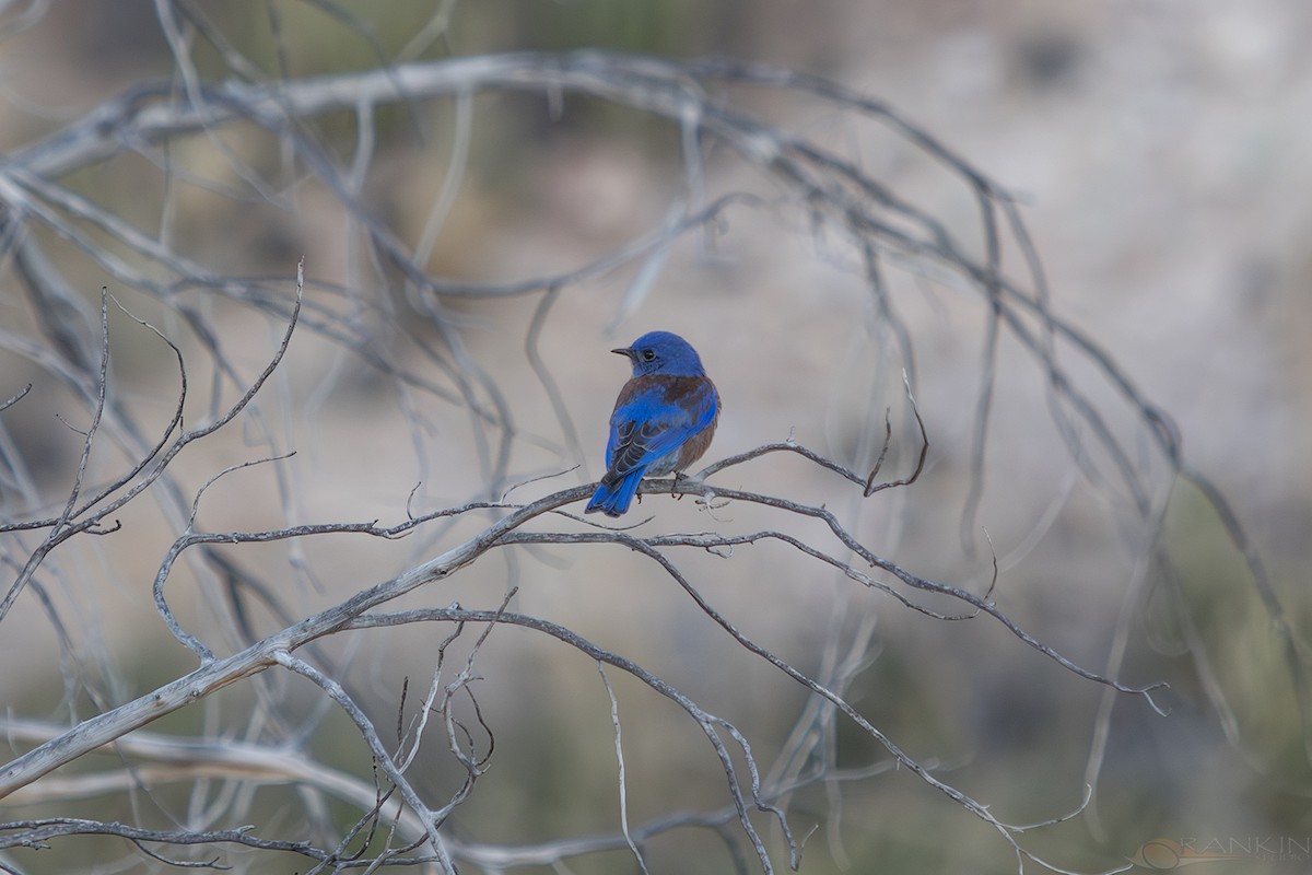 Western Bluebird - ML647339952