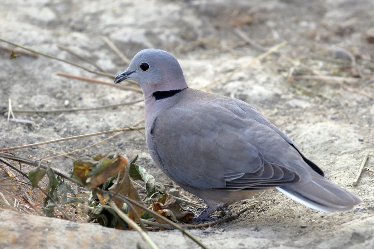 Ring-necked Dove - ML647339953