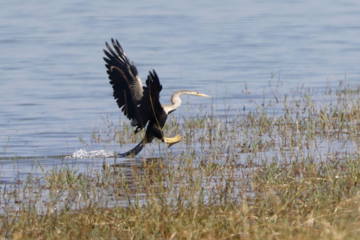 Oriental Darter - ML647339954