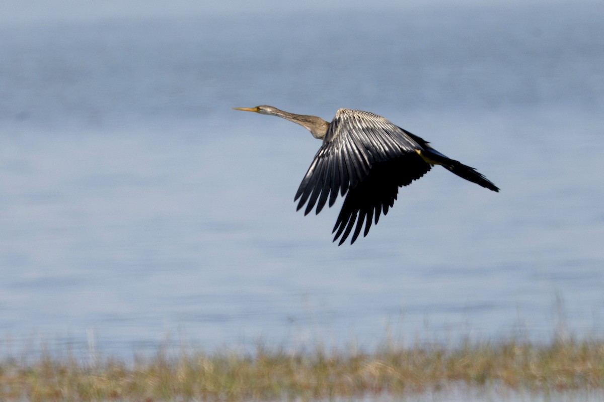 Oriental Darter - ML647339955