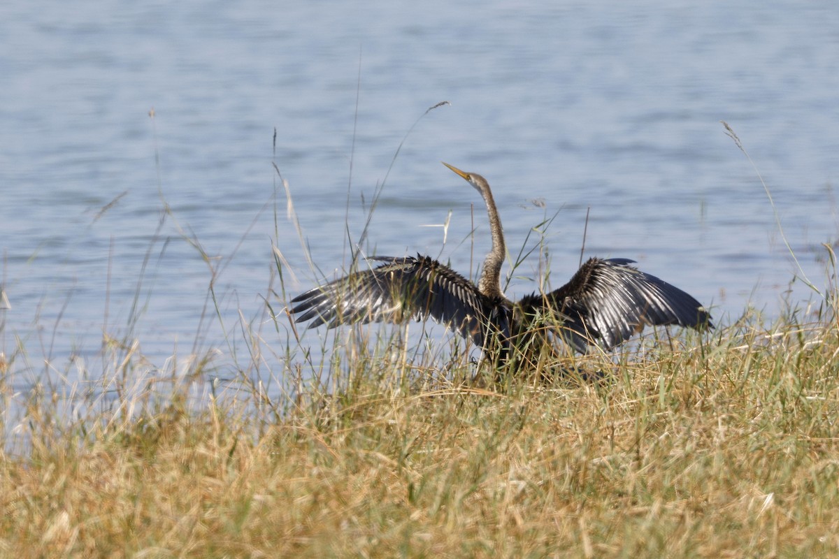 Oriental Darter - ML647339956