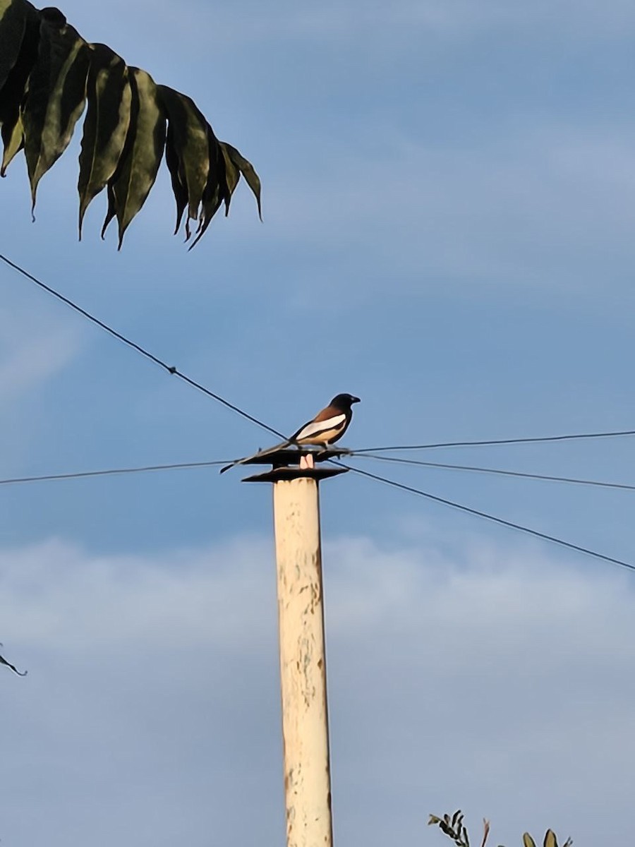 Rufous Treepie - ML647339963