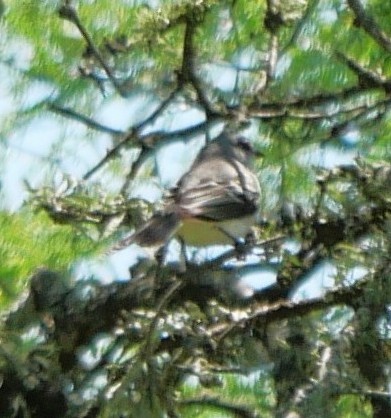 Fiofío Suirirí - ML647339964