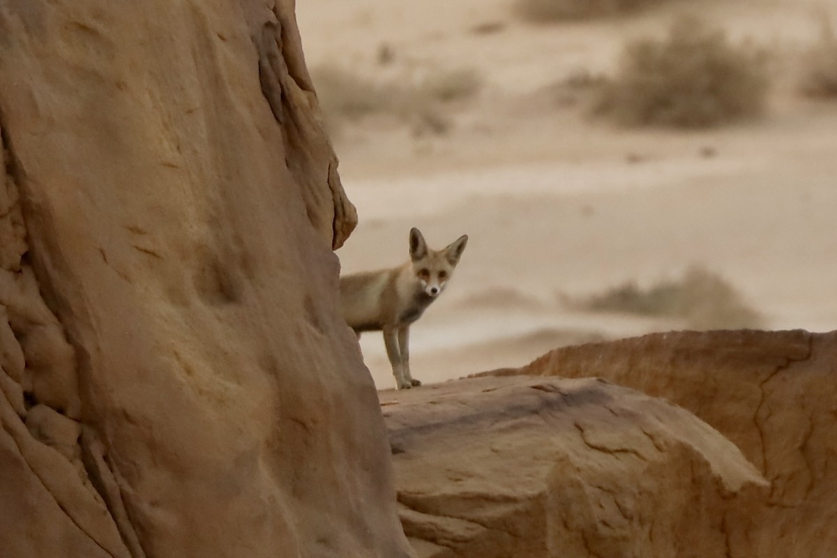 Animals - ML647339968