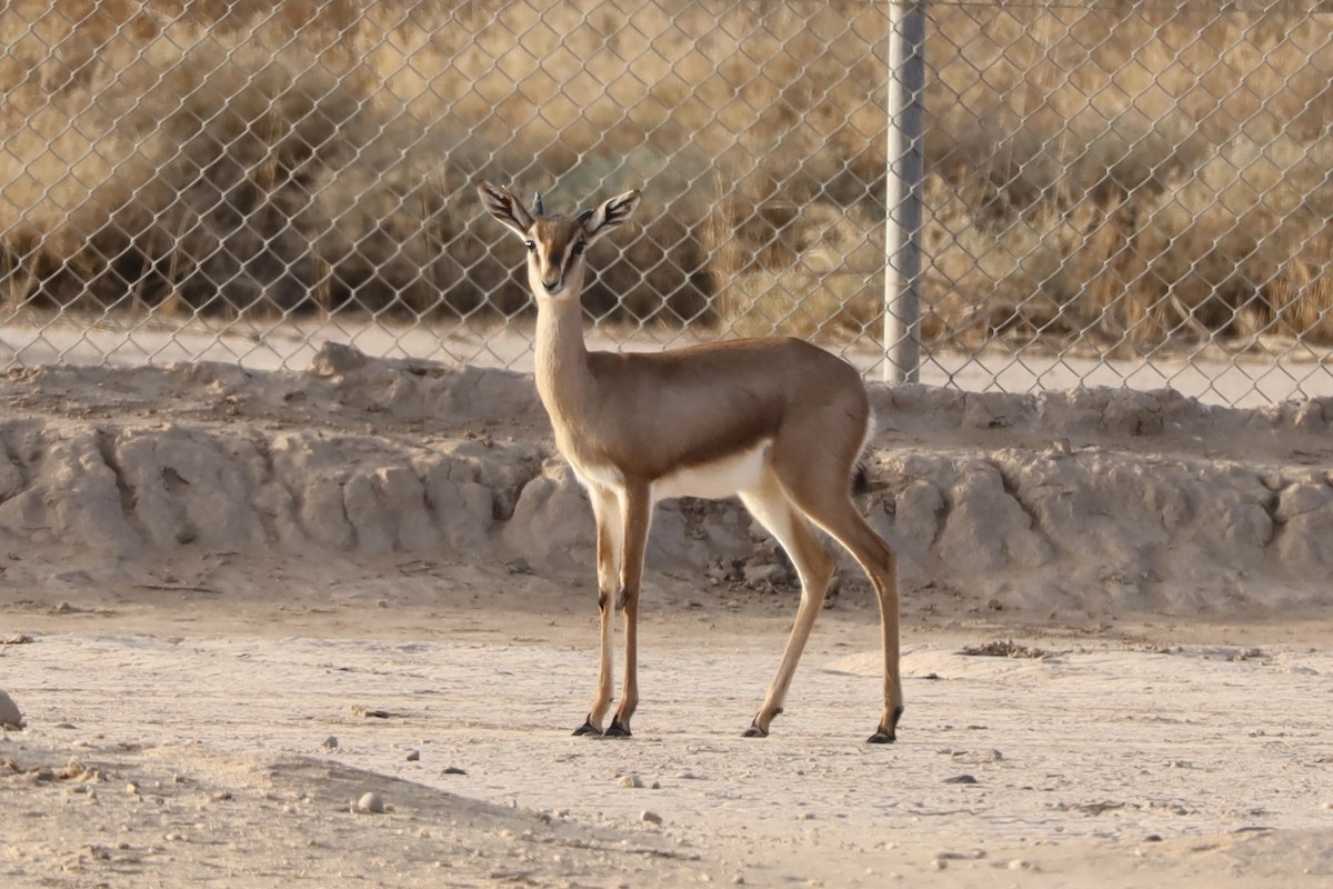 Animals - ML647339969