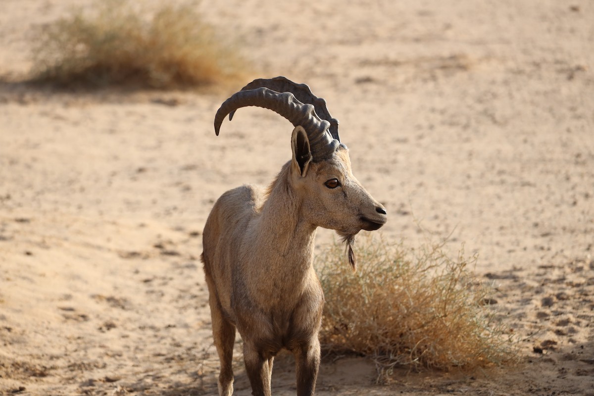 Animals - ML647339970