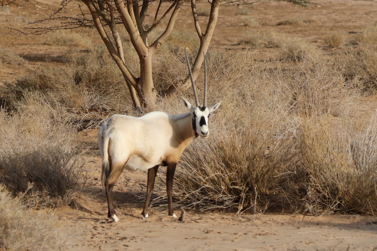 Animals - ML647339971