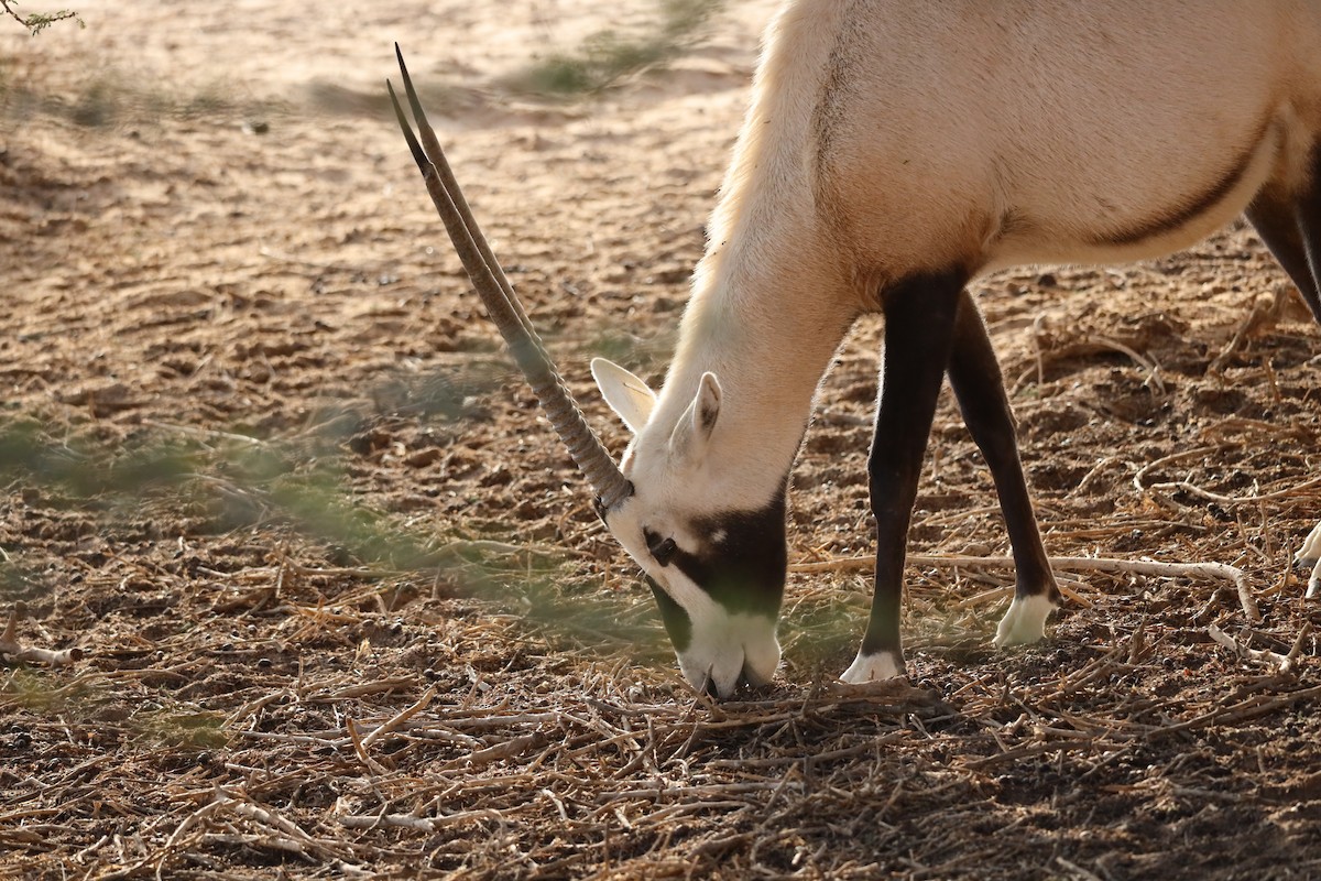 Animals - ML647339972