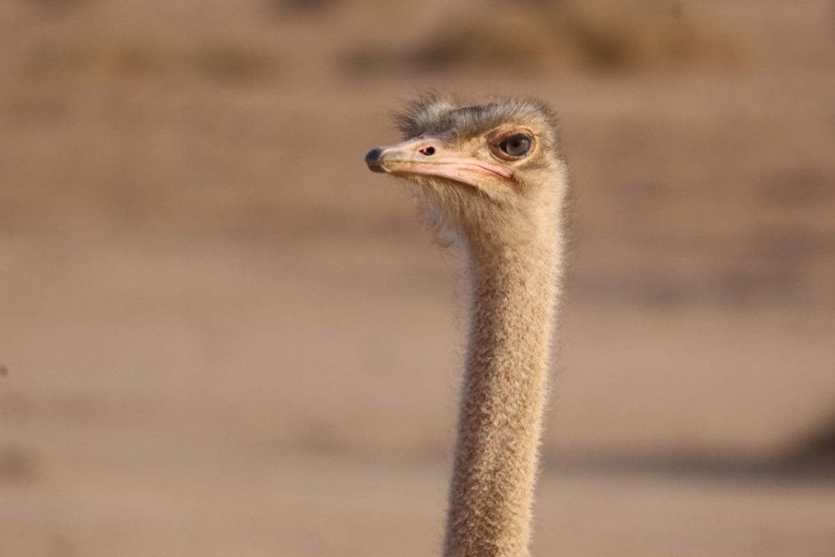 Common Ostrich - ML647339976