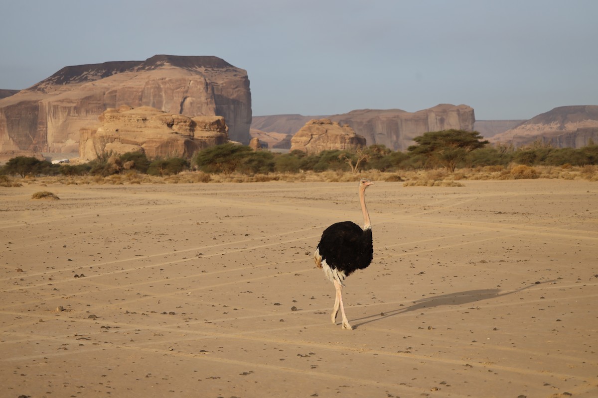Common Ostrich - ML647339977