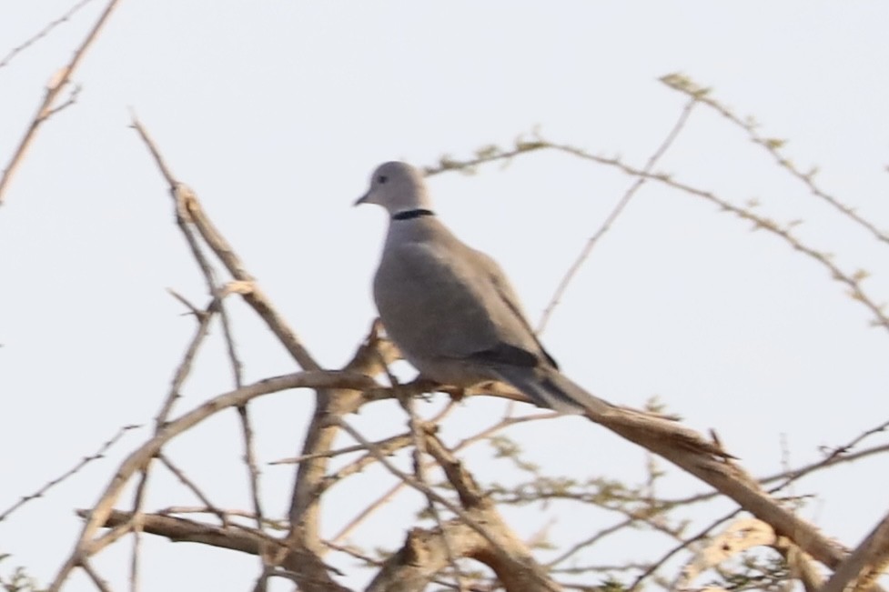 Eurasian Collared-Dove - ML647339988
