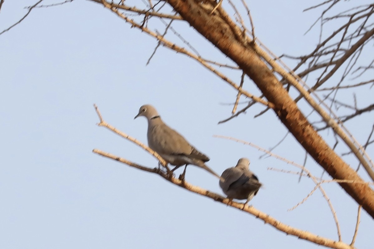 Eurasian Collared-Dove - ML647339989