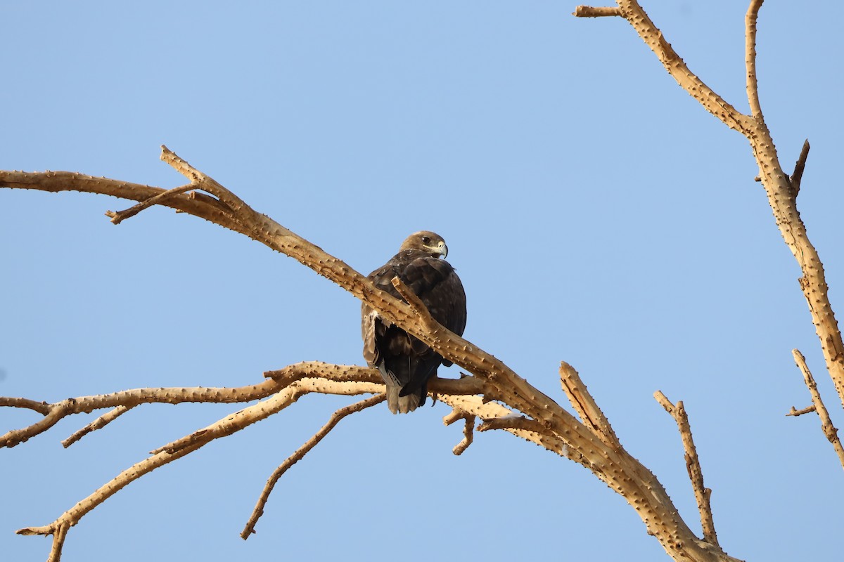 Common Buzzard - ML647339992