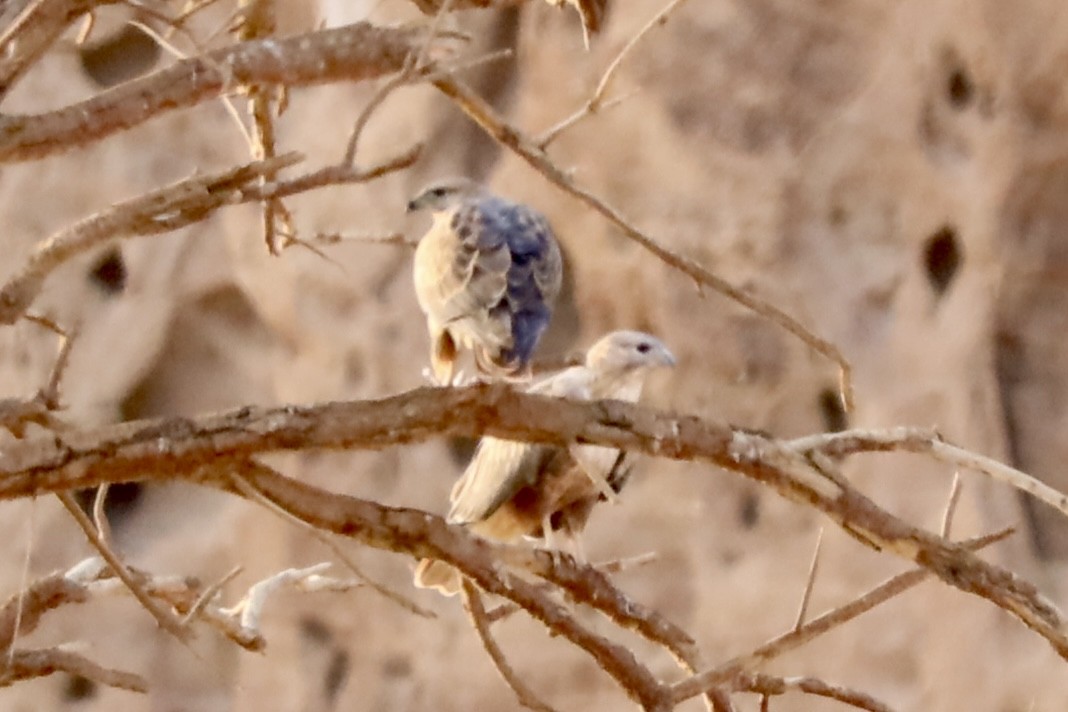 Buse féroce - ML647340000