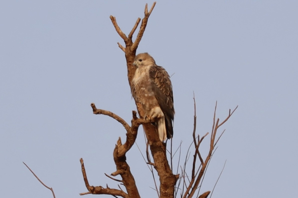 Buse féroce - ML647340001